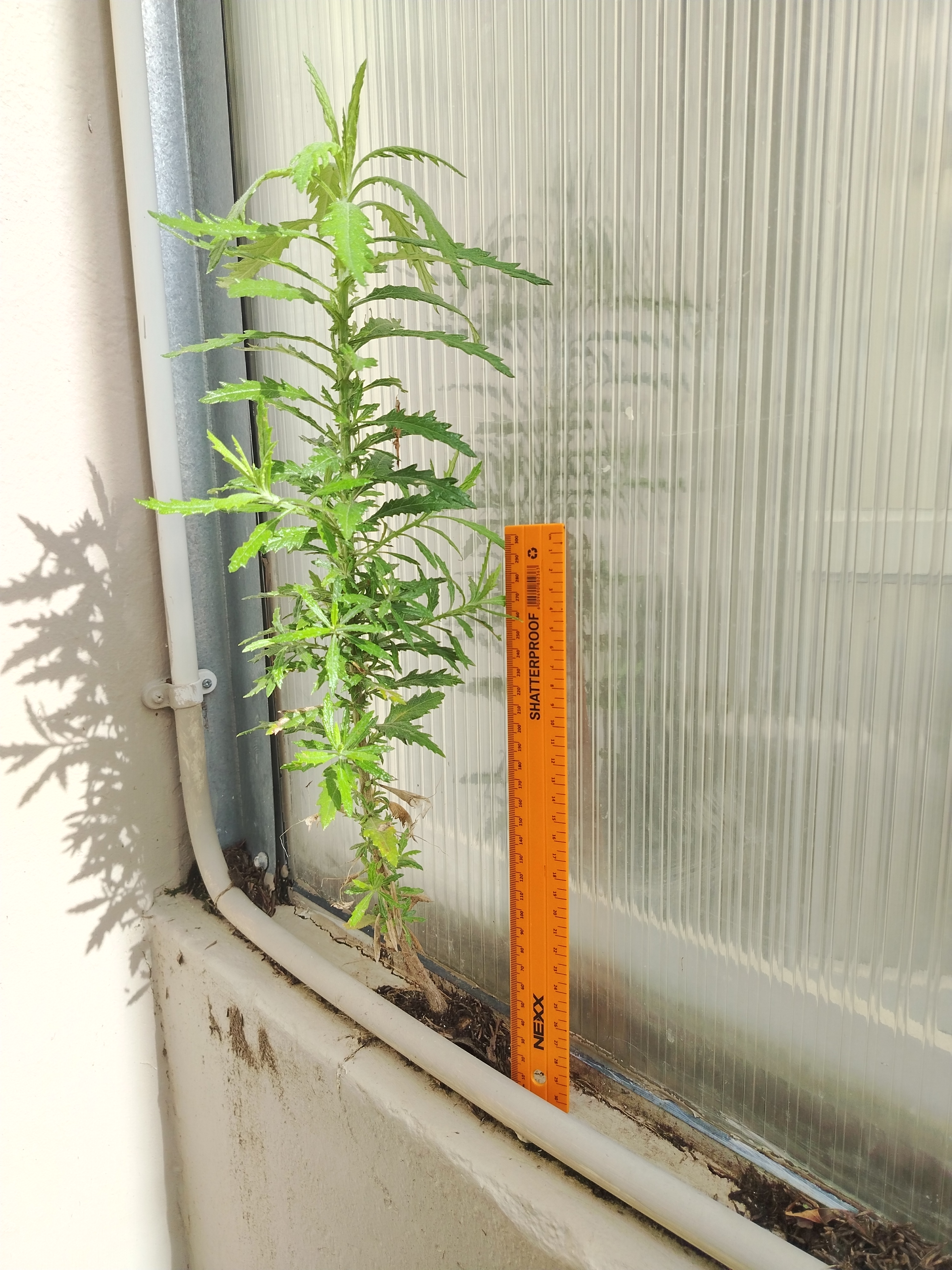 Winner: Flackson Tshuma