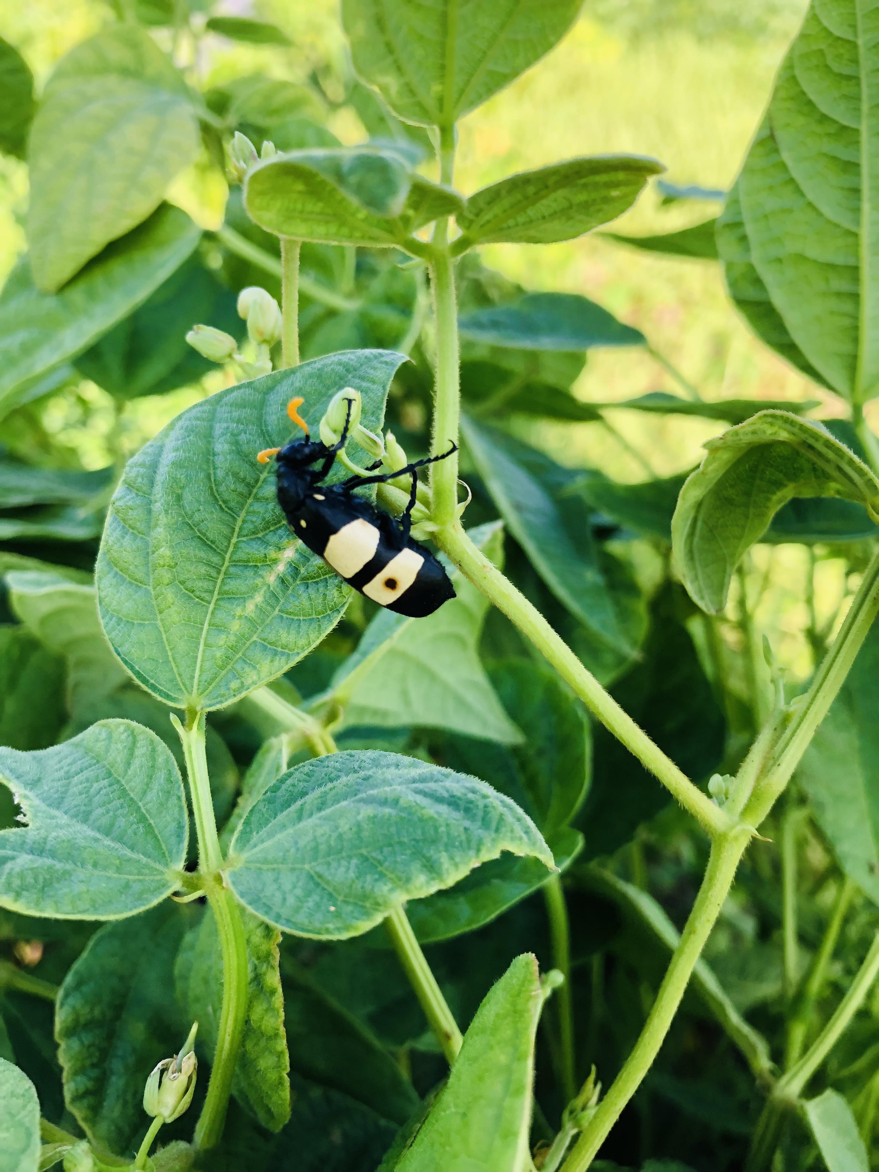 Winner: Mandisa Mazibuko