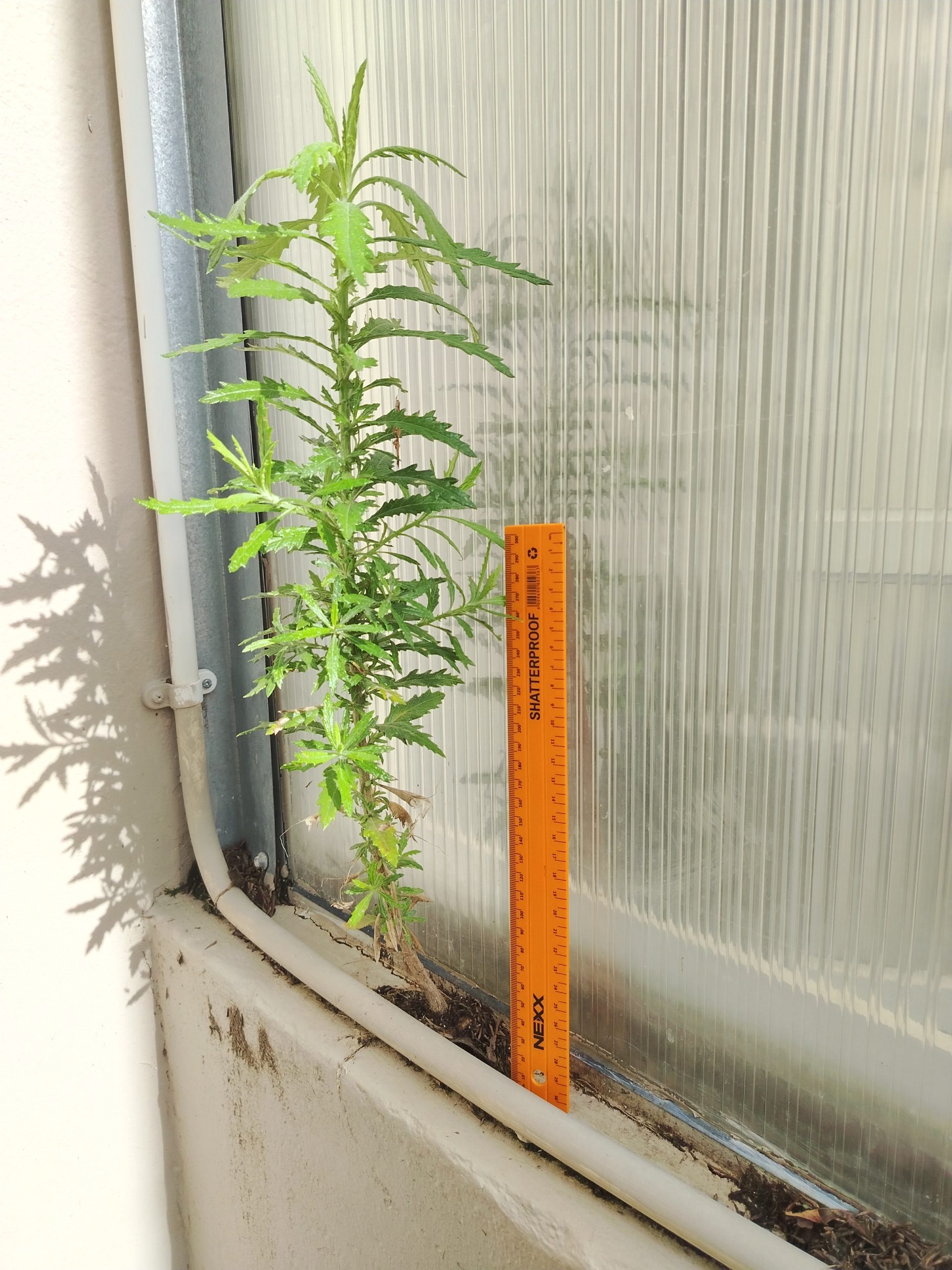 Flackson_Tshuma_weeds_0
